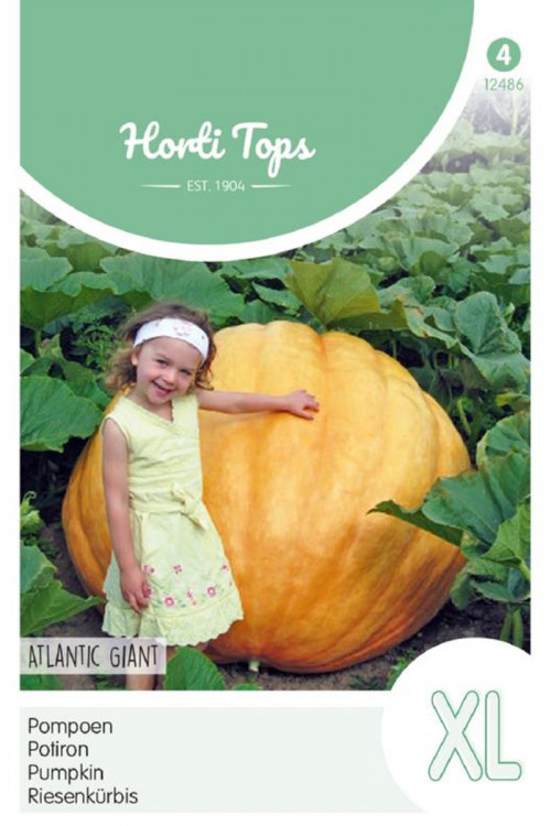 Atlantic Giant pumpkin seeds