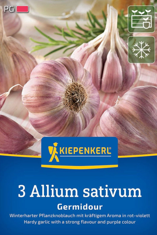 Pink Winter garlic Germidour 3 pieces