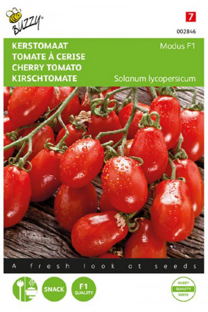 Modus F1 cherry tomato...