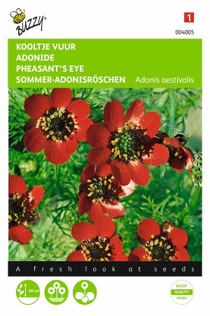 Red Phaesants Eye - Adonis...