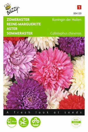 Reine des Halles Aster...
