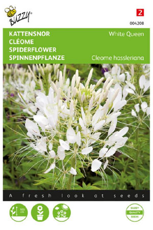 White Queen Cleome...
