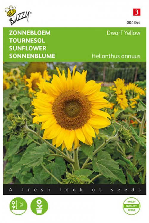 Dwarf Yellow Sunflower Helianthus seeds - 2026