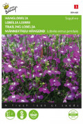 Sapphire Trailing Lobelia seeds - 2026