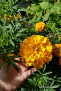 Golden Age Reuzen Afrikaan Tagetes zaden - 2026