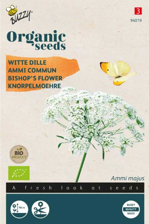 Witte Dille  Kantbloem...