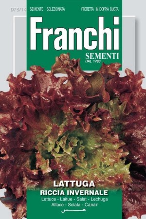 Riccia invernale - Frisee D...