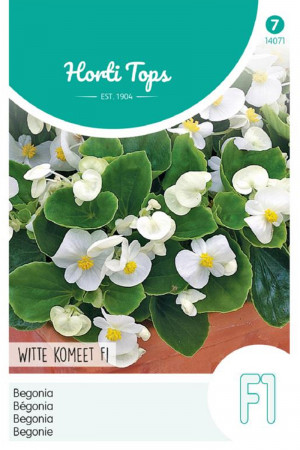 White Komeet F1 Begonia...