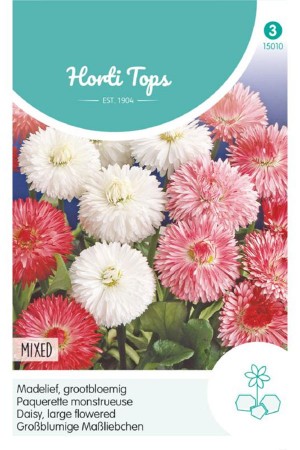 Daisy Monstrosa Bellis...