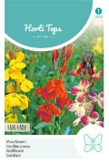 Fair lady - Wall flower seeds - 2026