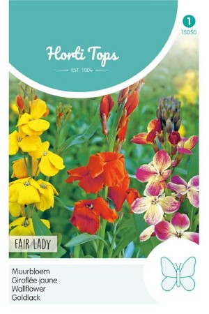 Fair lady - Wall flower...