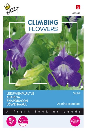 Violet Scandens Asarina -...