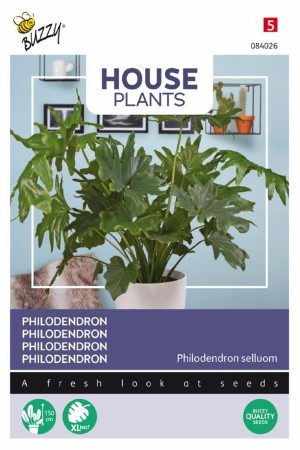 Tree Philodendron selluom...