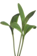 Borage - Microgreens seeds - 2026