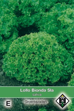 Lollo Bionda Lettuce seeds...