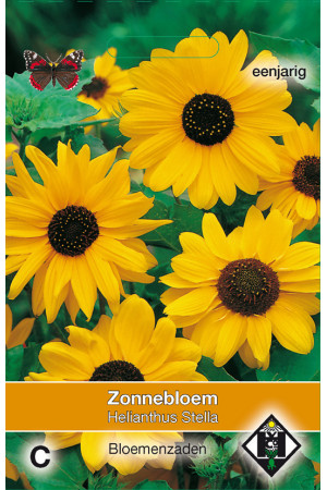 Stella Helianthus Sunflower...