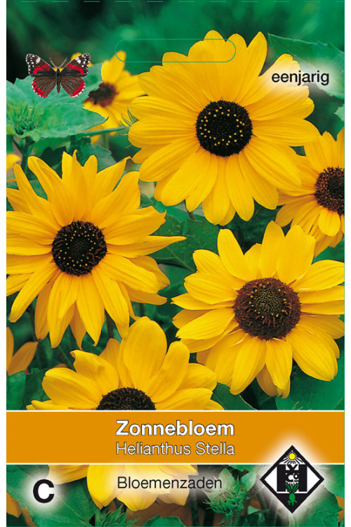 Stella Helianthus Sunflower seeds - 2026