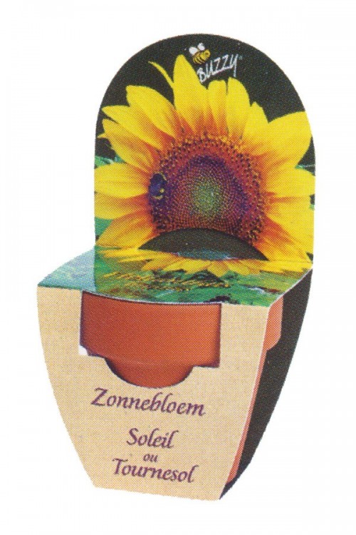 Sunflower Grow Kit XL Mini Growing Other • Tuinzaden.eu