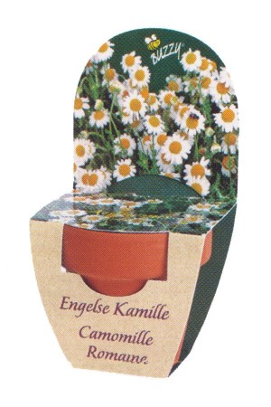 Engelse Kamille - Groeikadootje XL