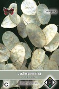 Honesty - Lunaria seeds