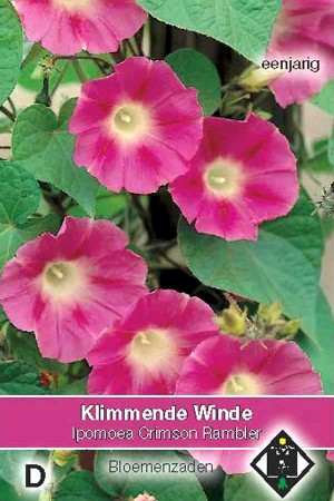 Klimmende winde (Ipomoea) Crimson Rambler