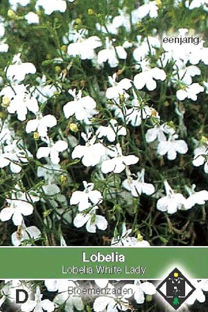 White Lady Lobelia seeds