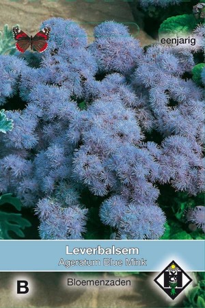 Floss Flower (Ageratum) Blue Mink