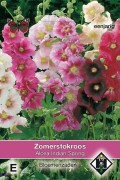 Indian Spring Alcea rosea - Stokroos zaden