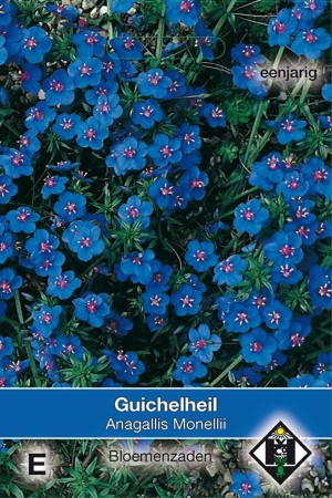 Blue Pimpernel (Anagallis) Monelli