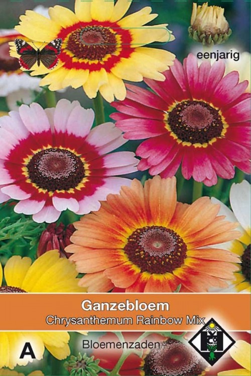 Rainbow Ganzenbloem Chrysanthemum zaden