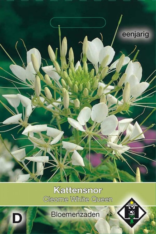 White Queen Cleome - Spider Flower seeds