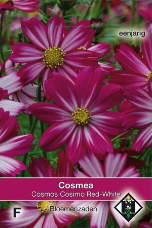 Cosmos (Cosmea) Cosimo Red-White