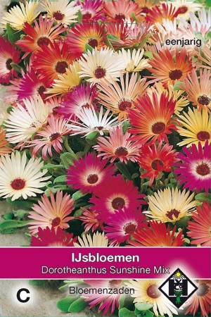 Livingstone Daisy (Mesembryanthemum) Sunshine Mix
