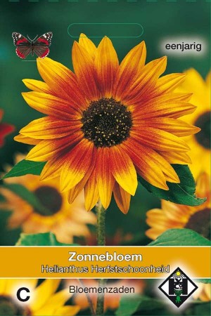 Herfstschoonheid Sunflower Helianthus seeds