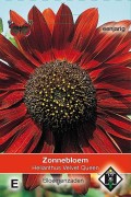 Velvet Queen Sunflower Helianthus seeds