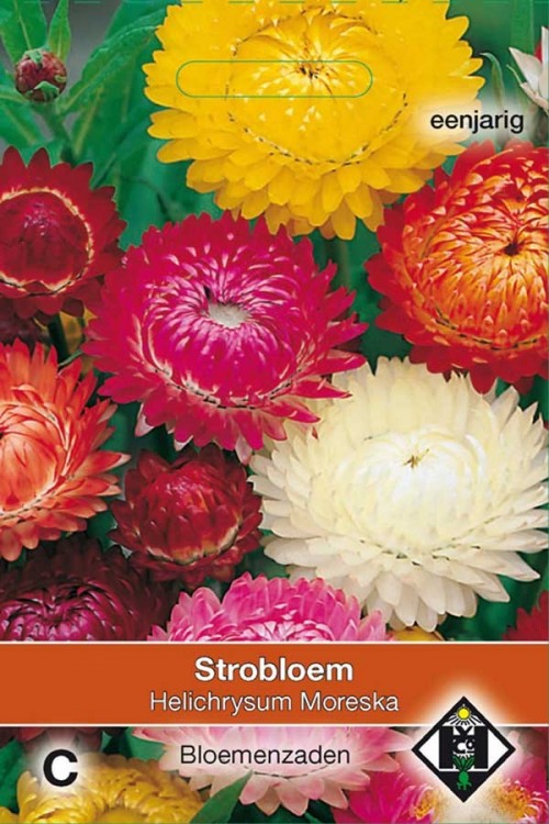 Moreska Helichrysum - Strobloem zaden