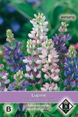 Lupine (Lupinus) Pixie Delight