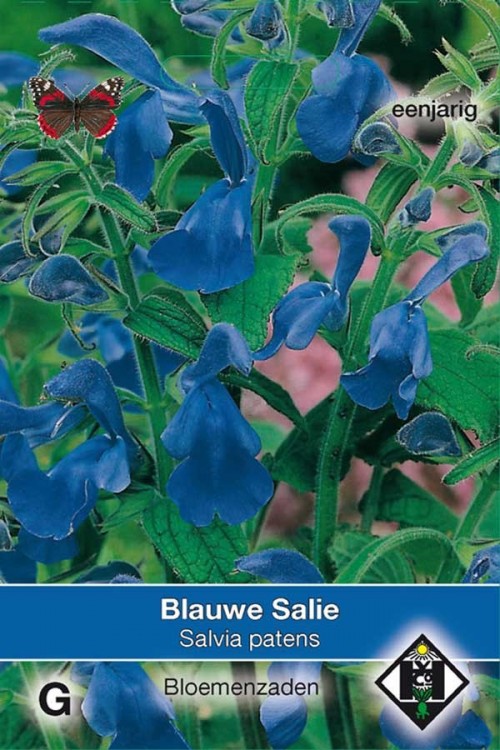 Heldere blauwe Salie Salvia patens zaden