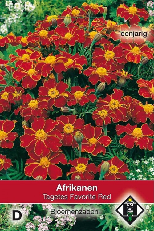 Favorite Red - African Marigold Tagetes seeds