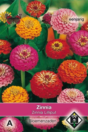 Lilliput - Zinnia