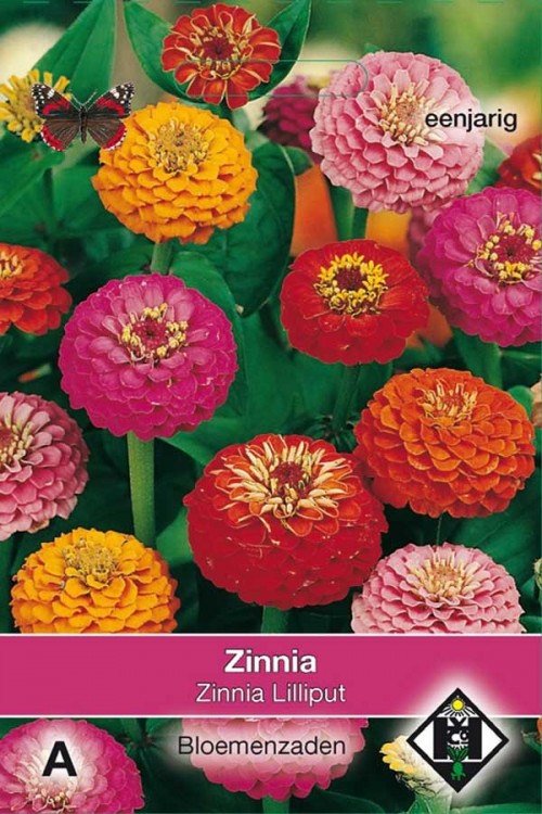 Lilliput pumila Zinnia seeds