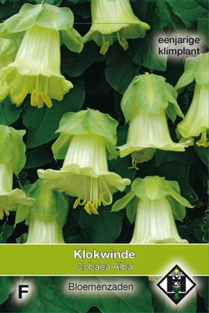 Klokwinde (Cobaea Scandens) Alba