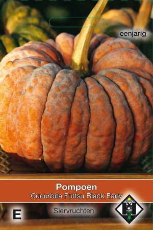 Pumpkin - Squash Futtsu Black Early - Cucurbita moschata 
