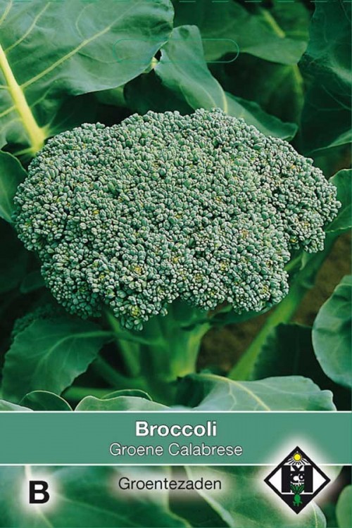 Groene Calabrese broccoli zaden