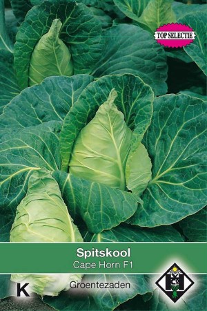 Cape Horn F1 Pointed cabbage seeds