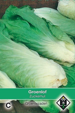 Green Chicory Zuckerhut