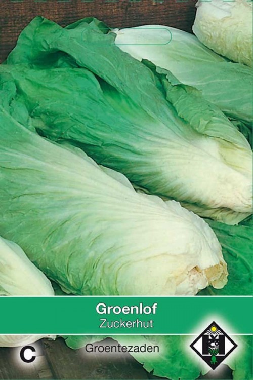 Zuckerhut green chicory seeds
