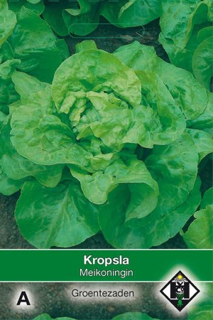 Butterhead Lettuce Meikoningin - Kropsla