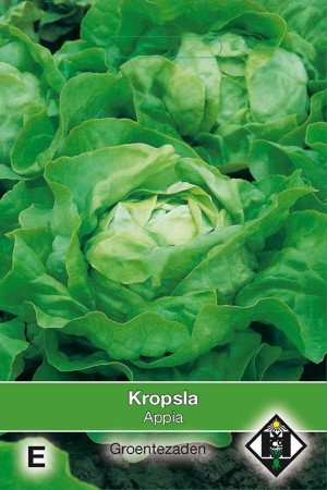 Butterhead Lettuce Appia - Kropsla