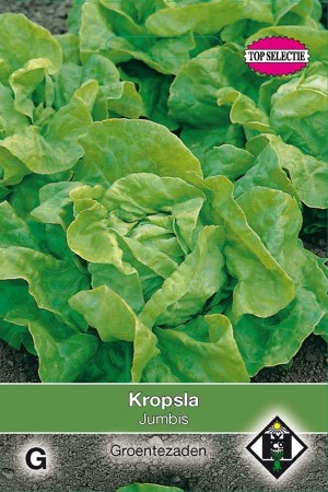 Butterhead Lettuce Jumbis / Mercurion - Kropsla